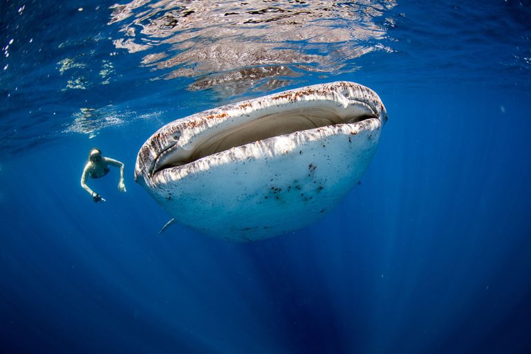 Whale Sharks Tours in Riviera Maya