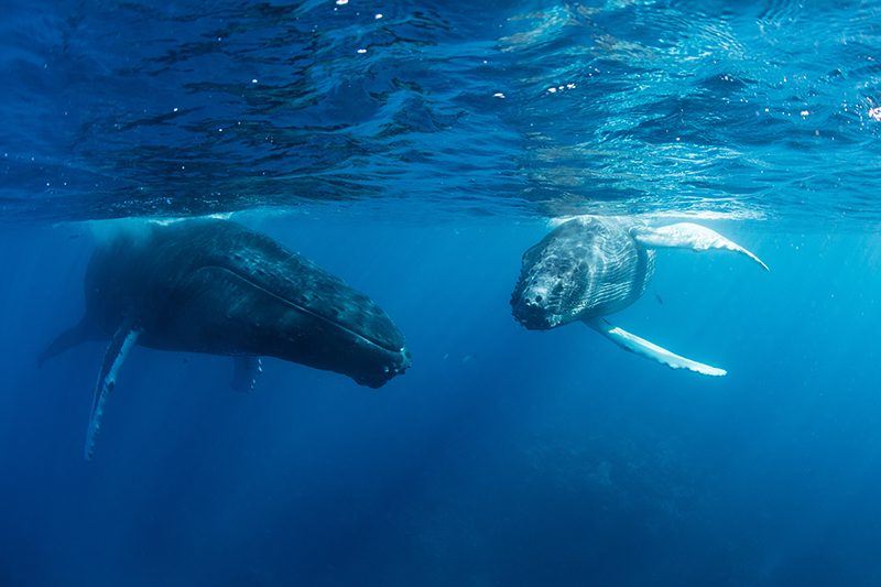 Whale Watching Season Has Begun in Cabo