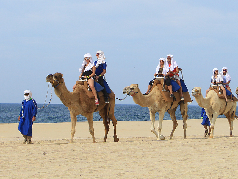 Camels Tours in Los Cabos