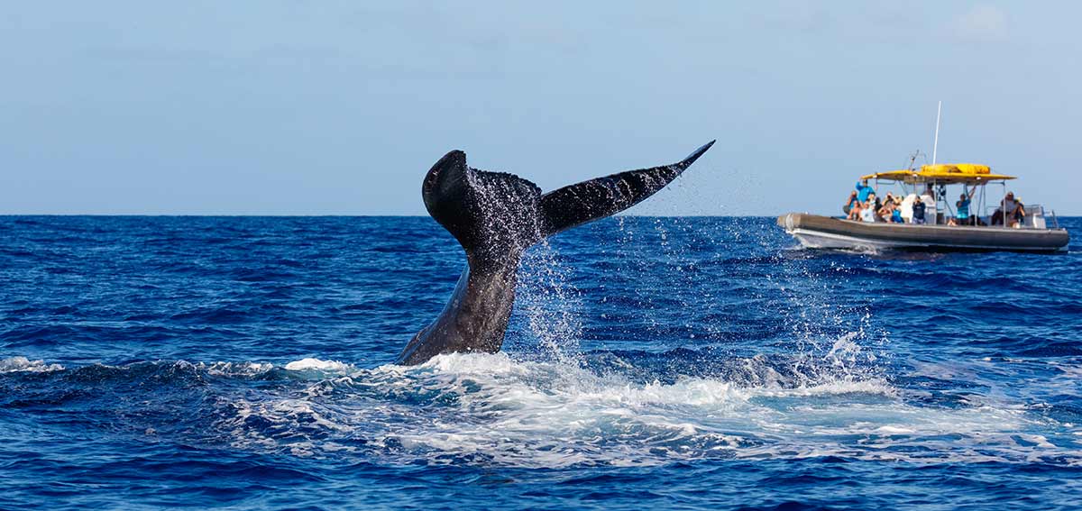 Humpback Whale Watching Season in Los Cabos